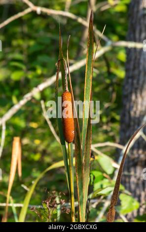 Der in Nordamerika heimische, häufig oder breitblättrige Rohrkolben Typha latifolia, auch bekannt als Bullush, kann invasiv werden. Stockfoto