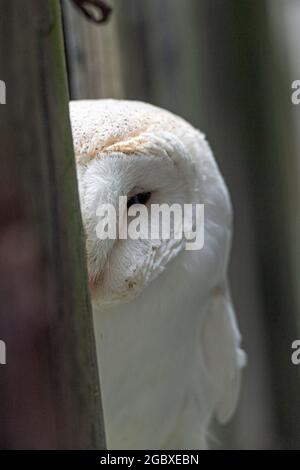 Stalleule, Tyto Alba Stockfoto