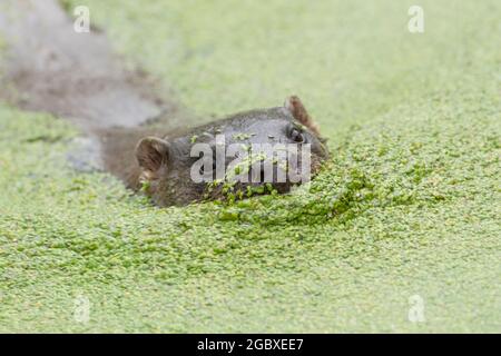 Europäischer Otter, Lutra lutra Stockfoto