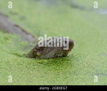 Europäischer Otter, Lutra lutra Stockfoto