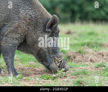 Wildschwein (sus scrofa) Stockfoto