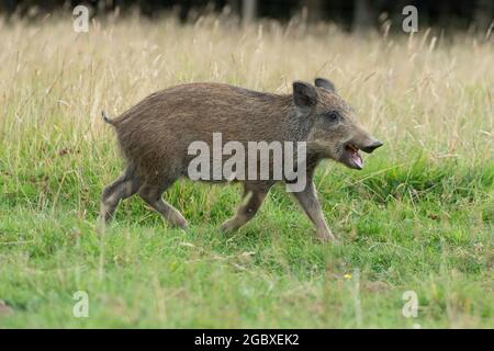 Wildschwein-Ferkel läuft Stockfoto