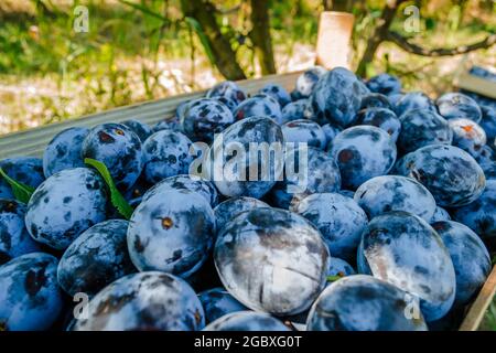 Gestapelte Holzkisten mit geernteten reifen Pflaumenfrüchten. Stockfoto