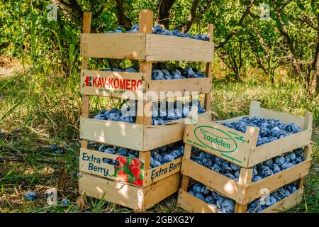 Gestapelte Holzkisten mit geernteten reifen Pflaumenfrüchten. Stockfoto