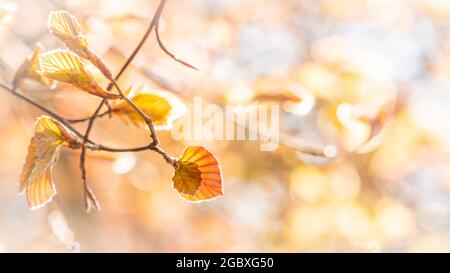 Twijg van de Rode beuk tegen een bokeh achtergrond van jonge beukenblaadjes. Zweig des roten Strandes vor einem Bokeh-Hintergrund aus jungen Strandblättern. B Stockfoto