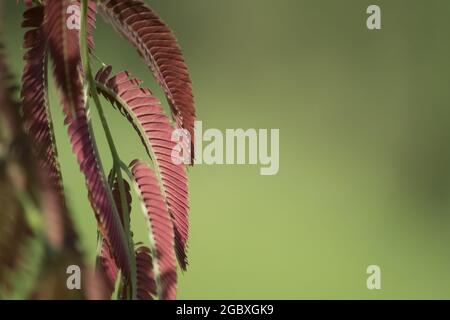 Selektiver Fokus von Akazienkatechu-Blättern Stockfoto