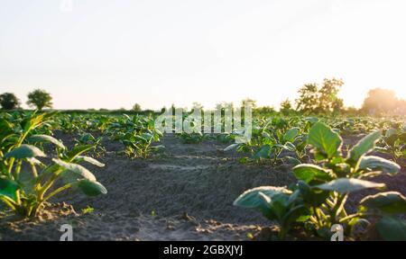 Reihen von Kartoffelsträuchern auf einer Farm Plantage. Kartoffelplantage bei Sonnenaufgang. Olericulture. Anbau von Lebensmitteln zum Verkauf. Landwirtschaft und Agroindustrie. Landschaft Stockfoto