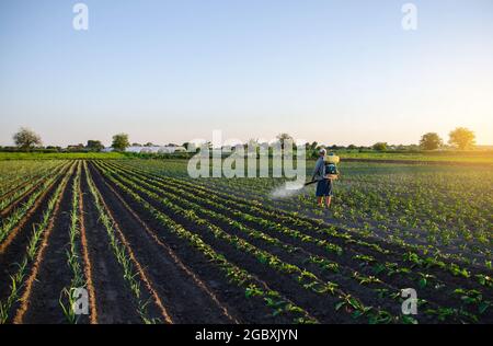 Ein Landwirt sprüht Pestizide auf der Plantage. Resistenz der Ernte gegen Schädlinge. Chemische Industrie in der Landwirtschaft. Schutz der Kulturpflanze Stockfoto