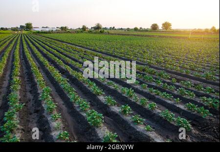 Kartoffelplantage auf dem Bauernhof in der frühen Morgensonne. Ökologischer Landbau. Ernte der ersten Kartoffelpflanzungen. Landwirtschaft und Agroindustrie. Agroindu Stockfoto