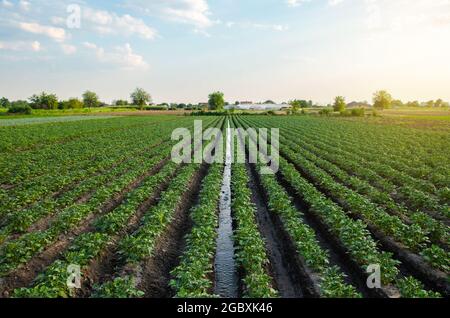 Wasser fließt durch einen Bewässerungskanal auf einer Kartoffelplantage. Versorgt das Feld mit lebensspendenden Feuchtigkeit. Oberflächenbewässerung von Kulturpflanzen. Europäisches f Stockfoto