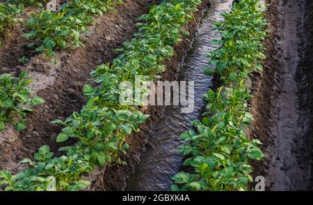 Wasser fließt zwischen Reihen von Kartoffelbüschen. Bewässerung der Plantage. Versorgt das Feld mit lebensspendenden Feuchtigkeit. Oberflächenbewässerung von Kulturpflanzen. Europa Stockfoto