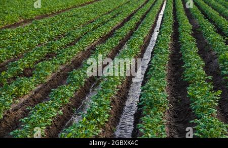 Wasser fließt durch einen Bewässerungskanal auf einer Kartoffelplantage. Oberflächenbewässerung von Kulturpflanzen. Europäische Landwirtschaft. Landwirtschaft. Agronomie. Bereitstellung der Anlage Stockfoto