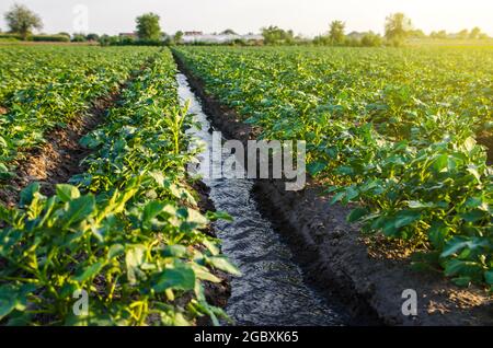 Wasser fließt durch einen Bewässerungskanal. Gießen der Kartoffelplantage. Das Feld mit lebensspendenden Feuchtigkeit durchstreifend. Oberflächenbewässerung von Kulturpflanzen. Eu Stockfoto