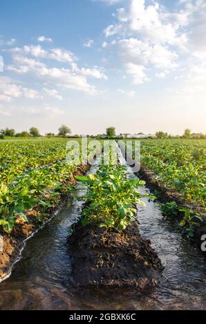 Die Kartoffelplantage bewässern. Wasser fließt durch einen Bewässerungskanal. Versorgt das Feld mit lebensspendenden Feuchtigkeit. Oberflächenbewässerung von Kulturpflanzen. Stockfoto