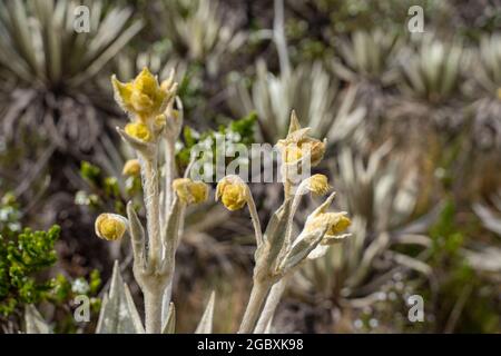 Frailejones Blumen in Páramo de Chingaza, Kolumbien. Stockfoto