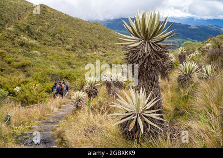 Frailejones, endemische Blüten der Paramo südamerikas, Páramo de Chingaza, Kolumbien. Stockfoto