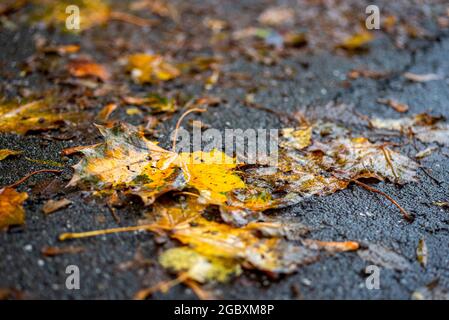 Nasse Herbstblätter auf dem Asphalt Stockfoto