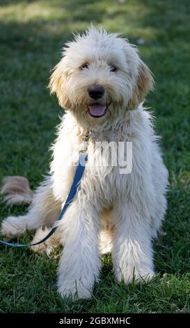 7 Monate alter weiblicher Double Doodle Puppy, eine hybride Kombination aus drei Rassen: Golden Retriever, Pudel und Labrador Retriever. Stockfoto