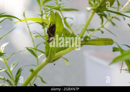 Kohl Looper Moth - Trichoplusia ni Stockfoto