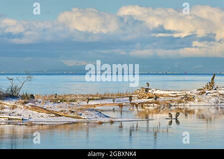 Reiher im Schnee. Great Blue Herons liegt an den schneebedeckten Ufern des Fraser River. Stockfoto