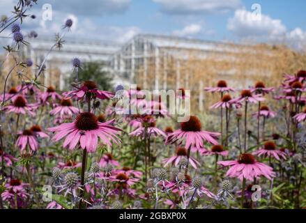 Rosa Echinacea purpurea-Blüten, auch bekannt als Kegelblumen oder Rudbeckia, fotografiert im Hochsommer im RHS Wisley Garden, Surrey UK. Glashaus dahinter. Stockfoto