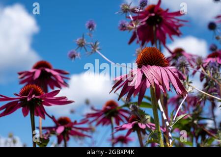 Rosa Echinacea purpurea-Blüten, auch bekannt als Kegelblumen oder Rudbeckia, fotografiert im Garten von RHS Wisley in Surrey, Großbritannien. Stockfoto
