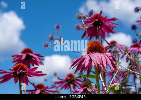 Rosa Echinacea purpurea-Blüten, auch bekannt als Kegelblumen oder Rudbeckia, fotografiert im Garten von RHS Wisley in Surrey, Großbritannien. Stockfoto