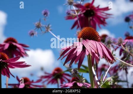 Rosa Echinacea purpurea-Blüten, auch bekannt als Kegelblumen oder Rudbeckia, fotografiert im Garten von RHS Wisley in Surrey, Großbritannien. Stockfoto
