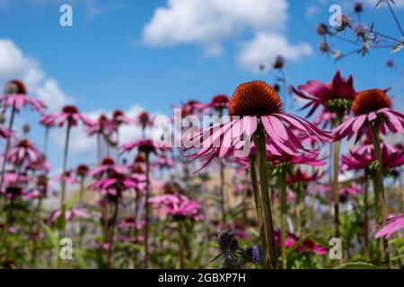 Rosa Echinacea purpurea-Blüten, auch bekannt als Kegelblumen oder Rudbeckia, fotografiert im Garten von RHS Wisley in Surrey, Großbritannien. Stockfoto