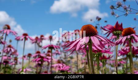 Rosa Echinacea purpurea-Blüten, auch bekannt als Kegelblumen oder Rudbeckia, fotografiert im Garten von RHS Wisley in Surrey, Großbritannien. Stockfoto