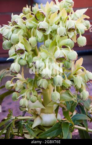 Blütenhaufen von Hellebore foetidus, auch stinkender helleborus genannt, hat Kleine grüne Blüten mit einem tiefviolett roten Rand Sie sind eine immergrüne Staude Stockfoto