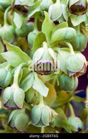 Blütenhaufen von Hellebore foetidus, auch stinkender helleborus genannt, hat Kleine grüne Blüten mit einem tiefviolett roten Rand Sie sind eine immergrüne Staude Stockfoto