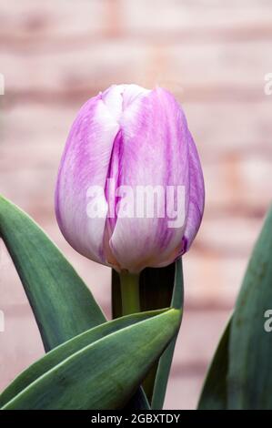Nahaufnahme von tulipa Hotpants. Eine einzige Mitte des Frühlings blühende zweifarbige lila und weiße Tulpe, die zur Triumphgruppe der Tulpen Division 3 gehört Stockfoto