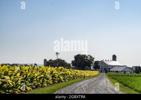 Lancaster County, Pennsylvania, 5. August 2021: Amish Farm mit Tabak, der vor blauem Himmel auf dem Feld wächst Stockfoto