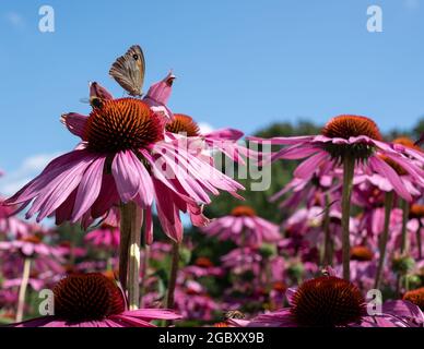 Rosa Echinacea purpurea-Blüten, auch bekannt als Kegelblumen oder Rudbeckia. Wiese braun Schmetterling Sitzbeine auf. Fotografiert am RHS Wisley, Surrey UK Stockfoto