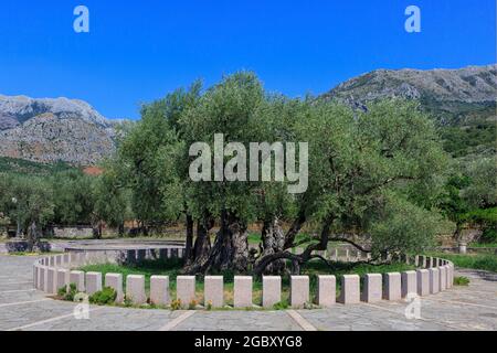 Ein 2,000 Jahre alter Olivenbaum in Stara Maslina in Bar, Montenegro Stockfoto