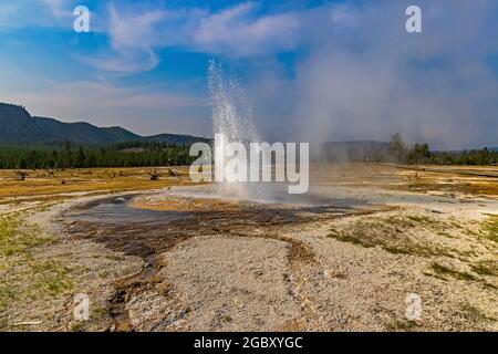 Jewel Geyser bricht am späten Nachmittag im Biscuit Basin-Gebiet des Yellowstone National Park, Wyoming, USA, aus. Stockfoto