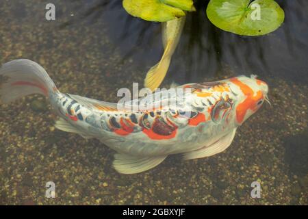 Fische im Teich. Ein Zierfisch schwimmt im Wasser. Interessante Farbe der Schuppen. Stockfoto