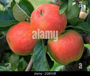 Apfel 'James Grieve', Äpfel, wachsen auf Baum, genannt Sorte, gesunde Ernährung Stockfoto