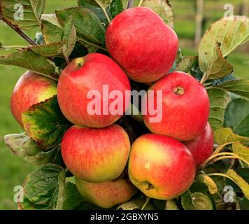 Apfel 'Monarch', Malus domestica, Äpfel, wächst auf Baum, Obstgarten Stockfoto