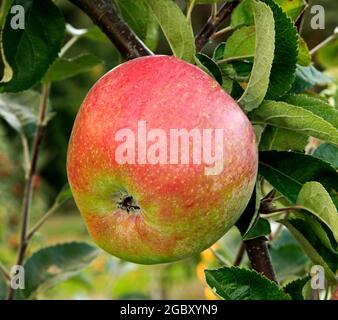 Apfel 'Morleys Sämling', Malus domestica, Äpfel, wächst auf Baum Stockfoto