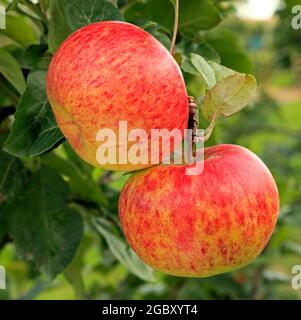 Apfel 'Queen', genannt Sorte, malus domestica Stockfoto