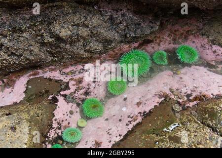 Anemonen im Gezeitenbecken Pazifischer Ozean, Washington, USA Stockfoto
