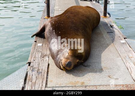 California Sea Lion schläft am Dock Stockfoto