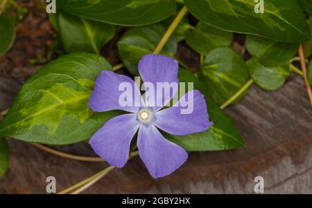 Violette Blume von Vinca major 'Variegata', Greater Periwinkle, auf dem Hintergrund von grünen bunten Blättern, eine Bodenbedeckungspflanze, die invasiv werden kann Stockfoto