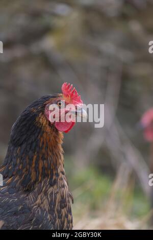 Vertikale selektive Fokusaufnahme eines Hahns, der auf einer Farm aufgenommen wurde Stockfoto