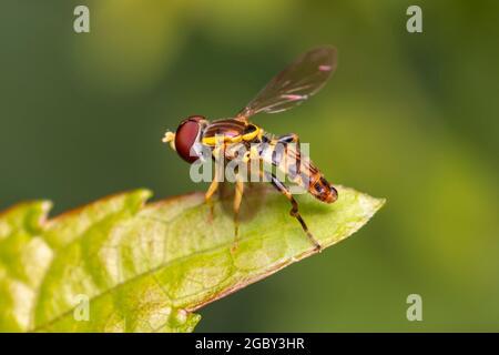 Ein männlicher Östlicher Kalligraph (Toxomerus geminatus) steht auf einem Blatt. Stockfoto