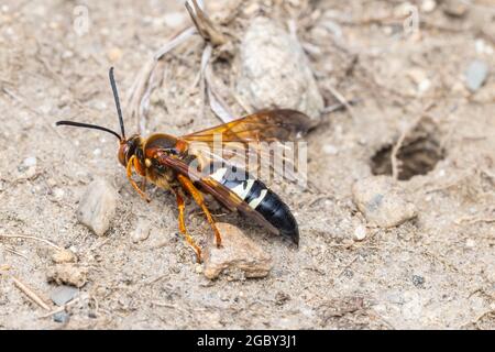 Eine östliche Cicada-Killerwasp (Sphecius speciosus) am Eingang zu seinem unterirdischen Bau. Stockfoto