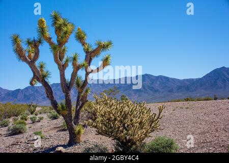Joshua Tree in der Wüstenlandschaft in der Nähe von Las Vegas, Nevada, USA Stockfoto