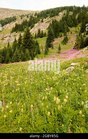 Kaminenkraut (Chamaenerion angustifolium) und westliche Pasquenblüten wachsen auf Wiesen neben dem Weg zum Chester Lake, Kananaskis Country, Alberta, Stockfoto